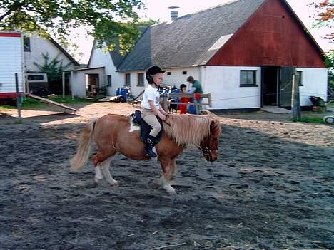 Shetlænder Dinamarka ( DØD ) - Dina og Mette som strater stævner sammen  billede 8