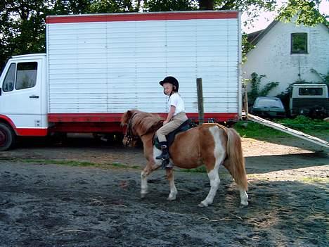 Shetlænder Dinamarka ( DØD ) billede 9