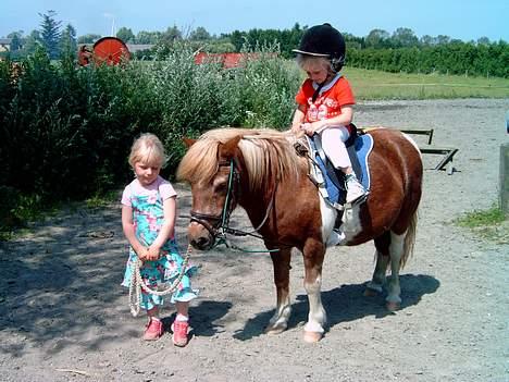 Shetlænder Dinamarka ( DØD ) billede 10