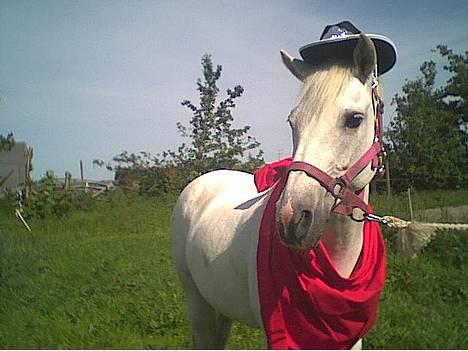 New Forest Life Energi Anis (solgt) - dyreskue 2003 billede 9