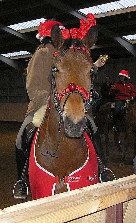 Dansk Varmblod Toftegårds Didier Blaine - Rudolf alias Didier til juleshow på Skelgaarden december 2006. billede 3