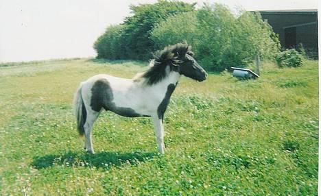 Islænder Fifi fra Vium - Her er han kun 1 år.. billede 1