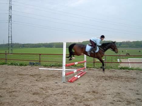 Traver Basse - har er vi så lige oppe og springe 90 cM billede 3