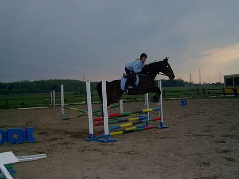 Traver Basse - Her Springer vi En Oxe på 70cm billede 4