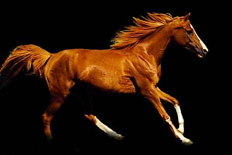 Anden særlig race Freja billede 1