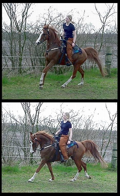 Anden særlig race Freja - western billede 3