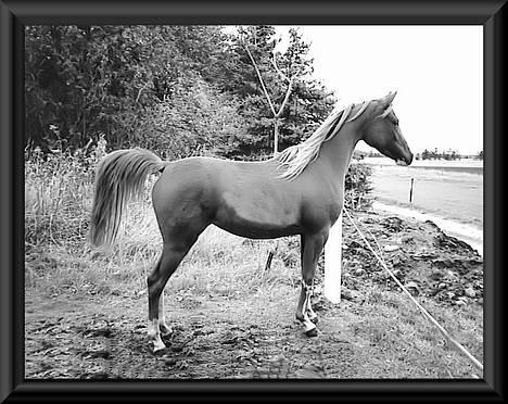 Anden særlig race Freja - Freja 1½ år gammel. billede 7