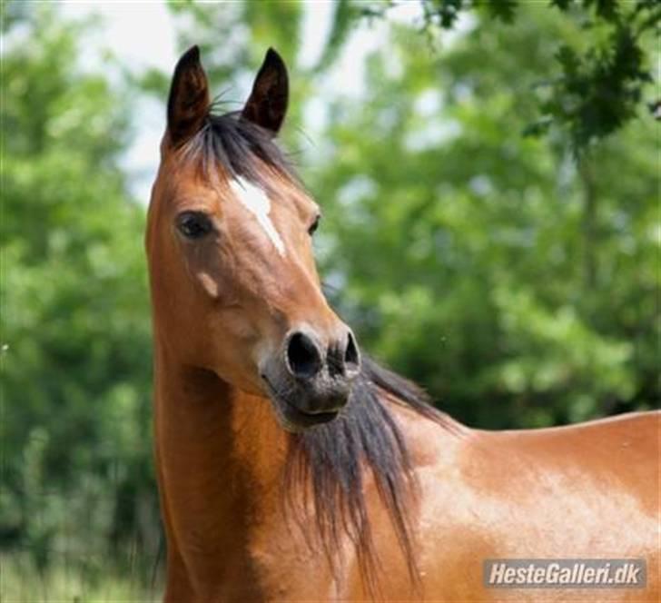 Anden særlig race Cassiopeia - Maj 2007. 8 år gammel... billede 24