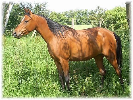 Anden særlig race Cassiopeia billede 23