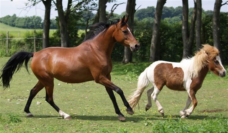 Anden særlig race Cassiopeia - Cassi leger med vores lille shetlænder Faterna. Juni 2007. billede 25