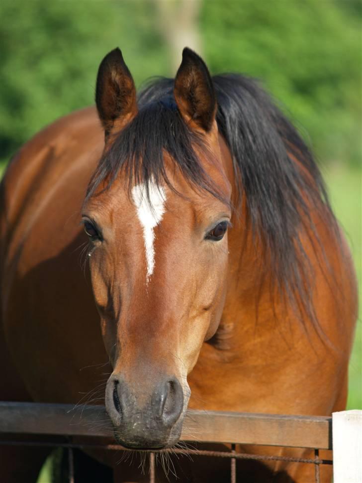 Anden særlig race Cassiopeia - Juli 2007. ( år gammel. billede 28