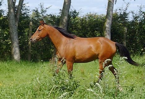 Anden særlig race Cassiopeia billede 26