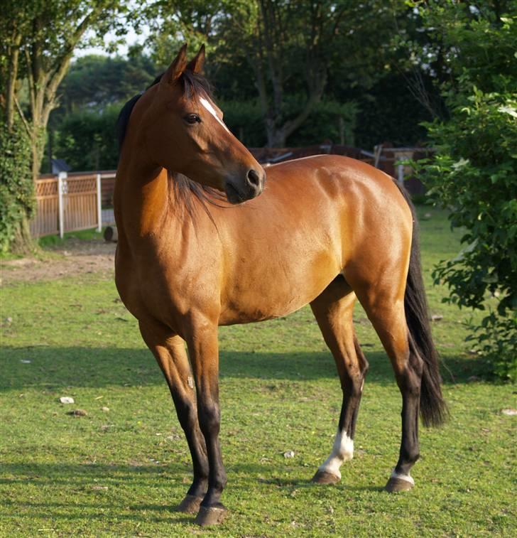 Anden særlig race Cassiopeia - sommer 2007. billede 27