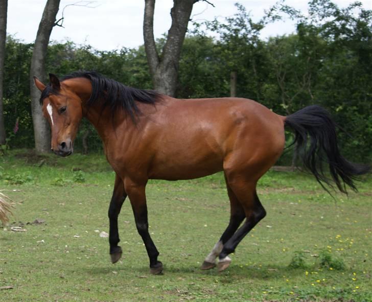 Anden særlig race Cassiopeia billede 29