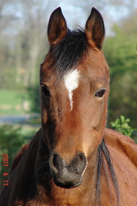 Anden særlig race Cassiopeia billede 30