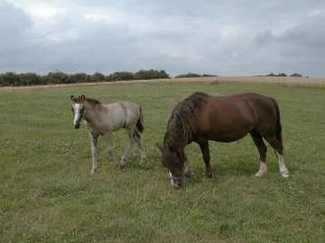 Welsh Pony (sec B) Sec. C Faron billede 1