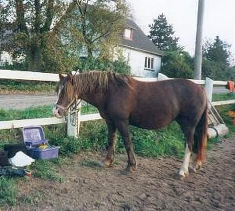 Welsh Pony (sec B) Sec. C Faron billede 2