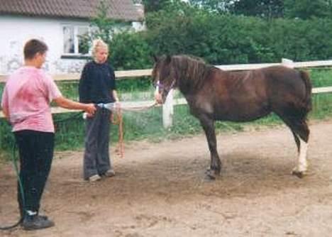 Welsh Pony (sec B) Sec. C Faron billede 3