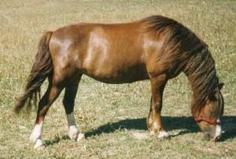 Welsh Pony (sec B) Sec. C Faron billede 4