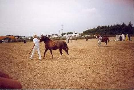 Welsh Pony (sec B) Sec. C Faron billede 5