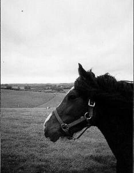 Welsh Pony (sec B) Sec. C Faron billede 6
