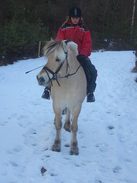 Fjordhest Pepsi<3 - Birte rir på Pepsi =) 14. mars =) er de ik søde ilag? =) billede 5