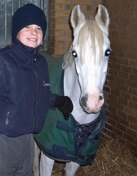 Welsh Pony af Cob-type (sec C) Glimmer - Er vi ikke bare søde. hehe <3 billede 1