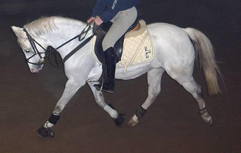 Welsh Pony af Cob-type (sec C) Glimmer - Dressur.. d. 1/1-05 billede 3