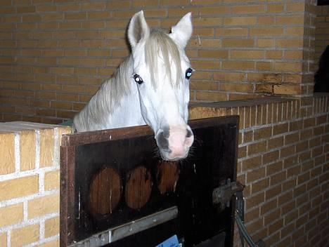 Welsh Pony af Cob-type (sec C) Glimmer - Smukke glimmer i sin boks.. billede 5