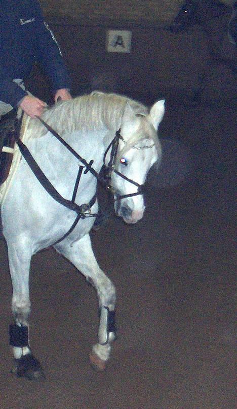 Welsh Pony af Cob-type (sec C) Glimmer - Dressur............................. billede 8