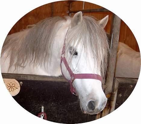 Welsh Mountain (sec A) Ormhøj Cindi (død) billede 1