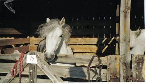 Welsh Mountain (sec A) Ormhøj Cindi (død) - ude på dyreskuet billede 2