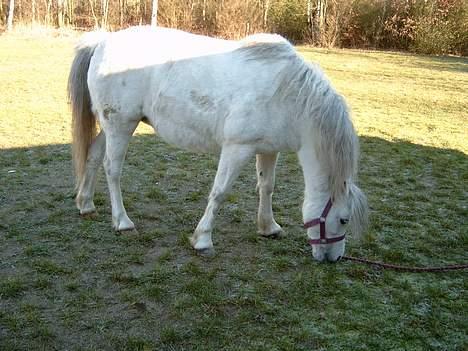 Welsh Mountain (sec A) Ormhøj Cindi (død) billede 7