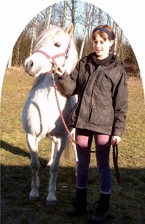 Welsh Mountain (sec A) Ormhøj Cindi (død) billede 8