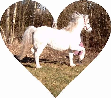 Welsh Mountain (sec A) Ormhøj Cindi (død) billede 6