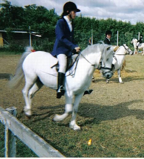 Welsh Mountain (sec A) Ormhøj Cindi (død) - vi er ved at varme op ude på dyreskuet  billede 3
