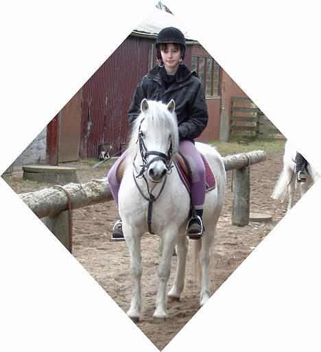 Welsh Mountain (sec A) Ormhøj Cindi (død) billede 4