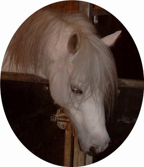 Welsh Mountain (sec A) Ormhøj Cindi (død) billede 5