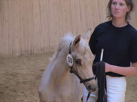 Palomino Gantrup Tjalfe - Følskuet i Herning 2004. billede 4