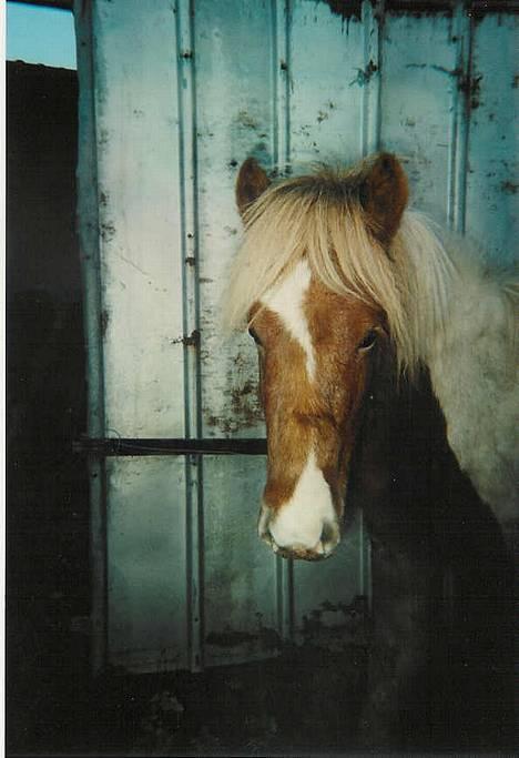 Islænder Skeifa fra Vium billede 1