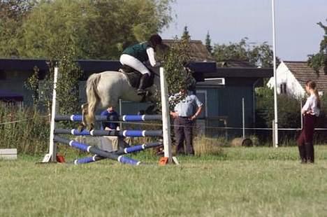 Connemara Skousboe Honey *solgt* - Honey springer omspringning på 110 cm. billede 4