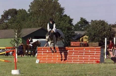 Connemara Skousboe Honey *solgt* - Honey springer omspringning på 115 cm (blev sat 5 cm op for spændingens skyld sagde de) billede 6