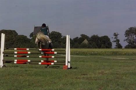 Connemara Skousboe Honey *solgt* - Det ser højt ud i forhold til hende selv :O 110 cm. billede 7