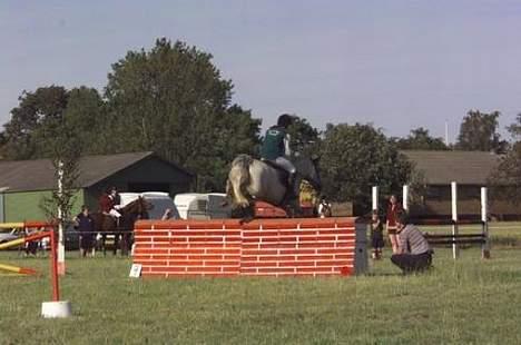 Connemara Skousboe Honey *solgt* - Honey springer omspringning på 110 cm billede 8