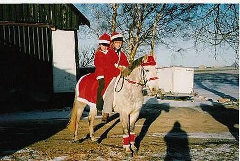 Connemara Skousboe Honey *solgt* - på vej til juleoptog med julemanden og sin nisse ;) billede 9