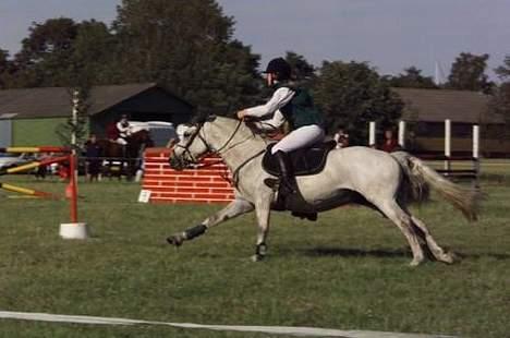 Connemara Skousboe Honey *solgt* billede 10