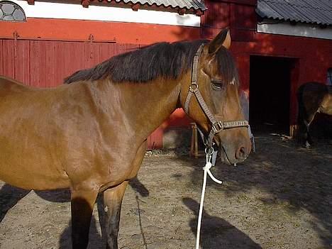 Oldenborg Julie -Julle billede 5