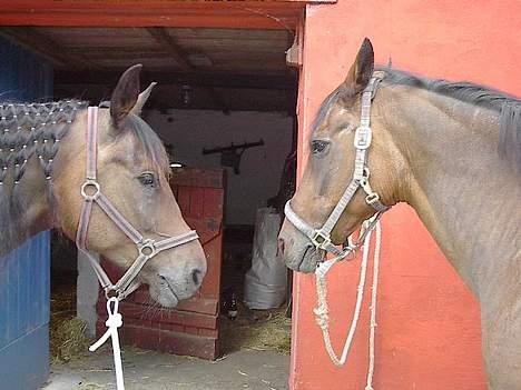 Oldenborg Julie -Julle billede 7