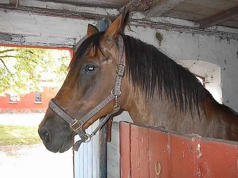 Oldenborg Julie -Julle billede 8