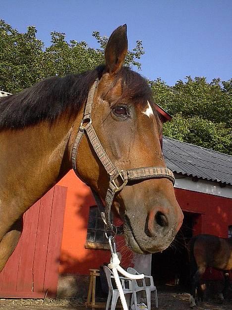 Oldenborg Julie -Julle billede 10